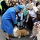 Illustration for article titled The Queen Is Done Collecting Corgis, Wants No Corgi Left Behind